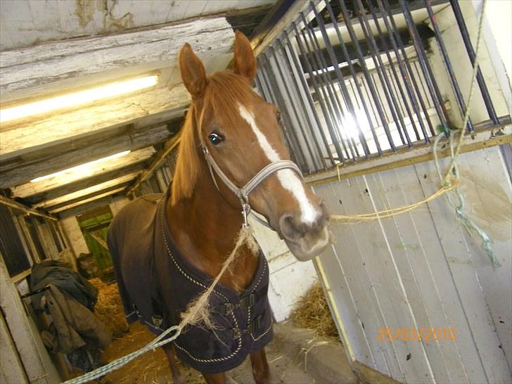 Anden særlig race Fiesta billede 7