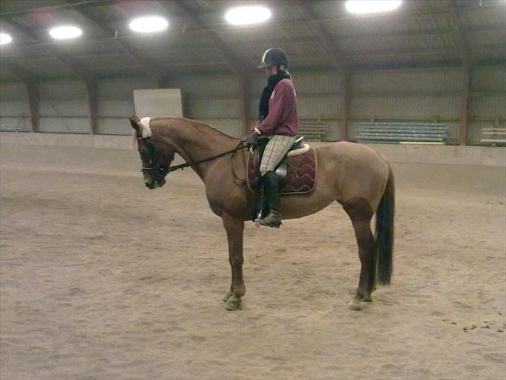 Anden særlig race Fiesta billede 8