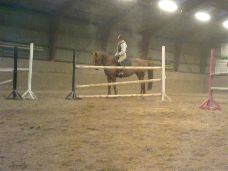 Anden særlig race Fiesta billede 9