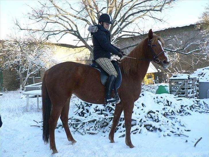 Anden særlig race Fiesta billede 10
