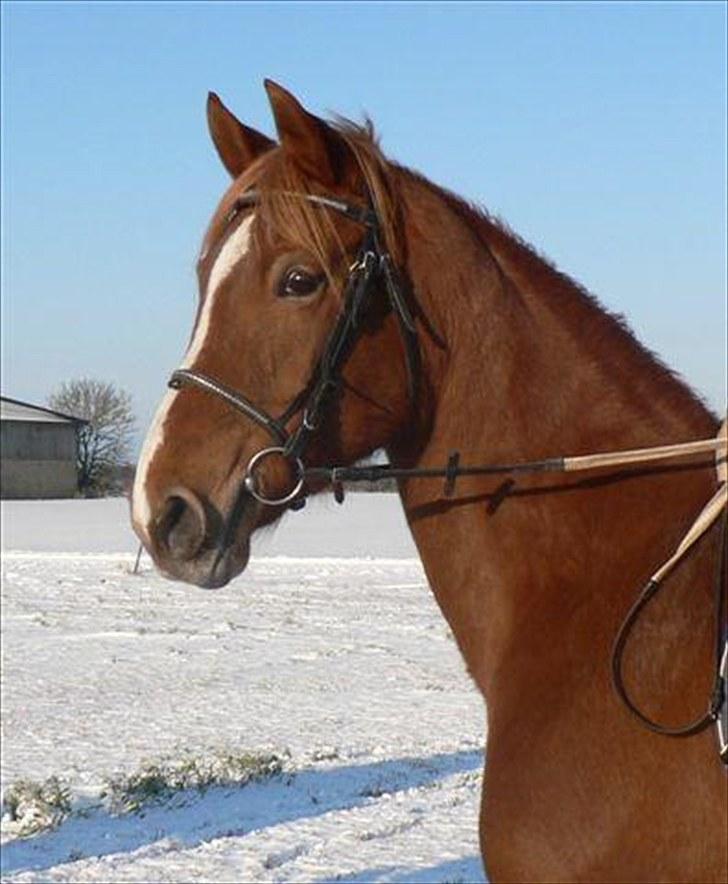 Anden særlig race Fiesta billede 11