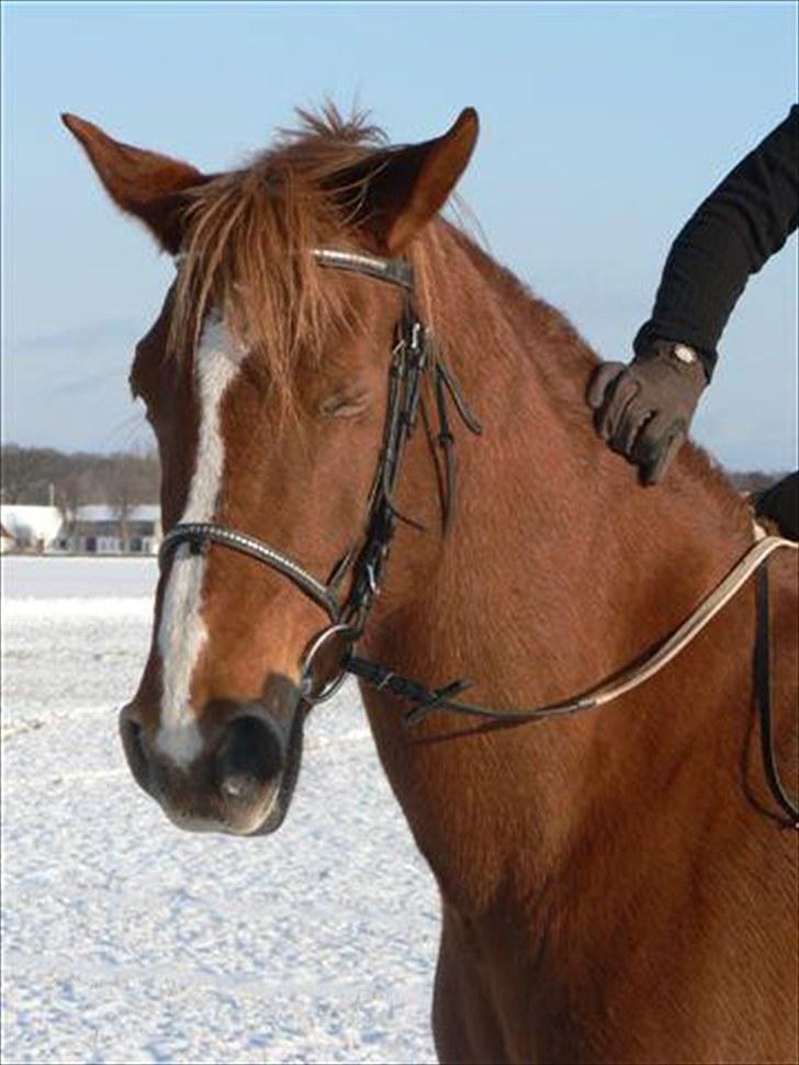 Anden særlig race Fiesta billede 12