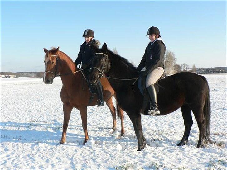 Anden særlig race Fiesta billede 13