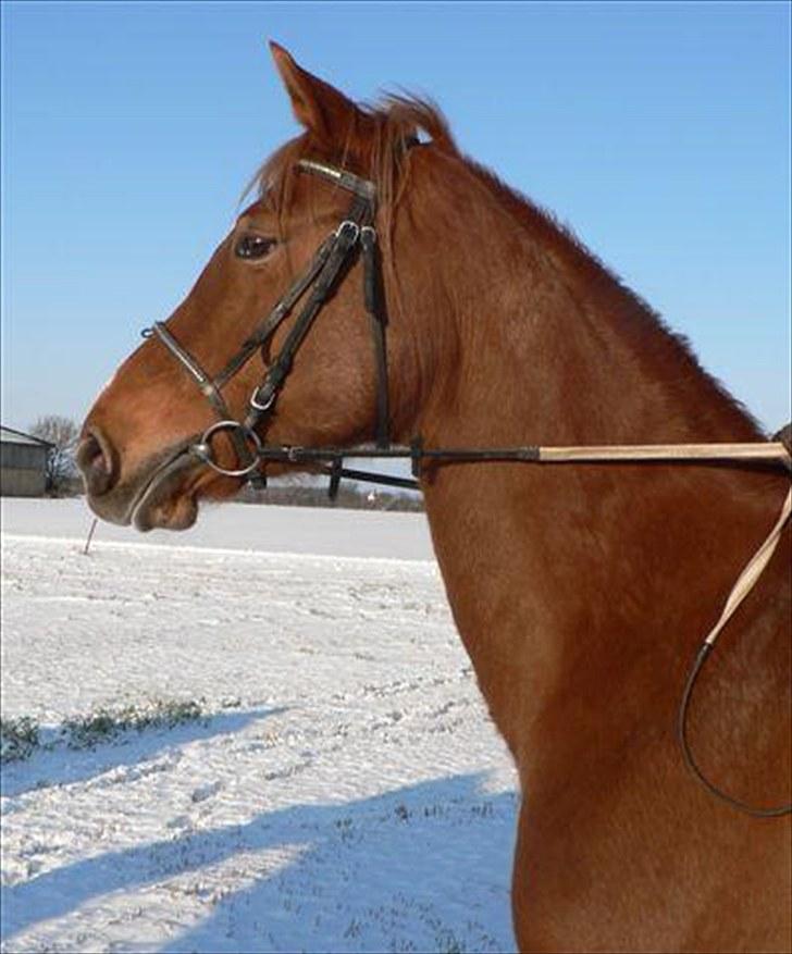 Anden særlig race Fiesta billede 14