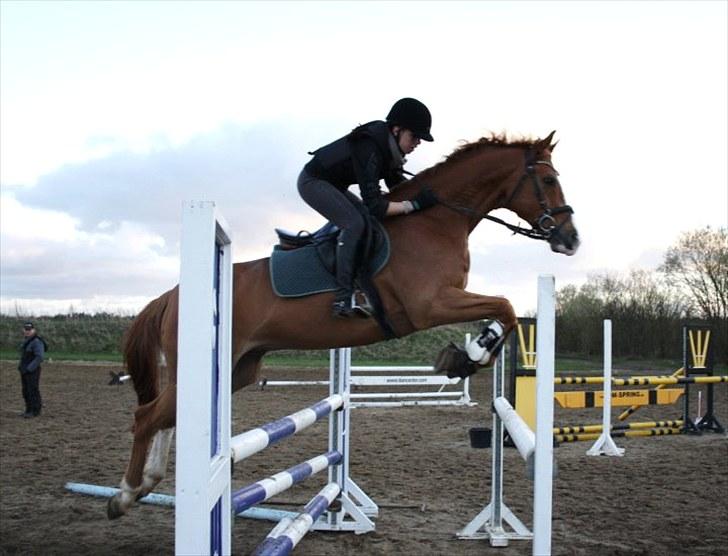 Dansk Varmblod Cadeau Kilen - jeg elsker dig hest :* <3 foto; stine  billede 14