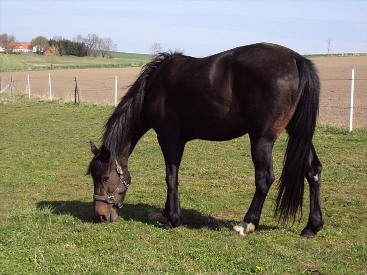 Traver Golden Flamingo billede 8