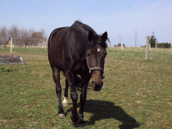 Traver Golden Flamingo billede 9