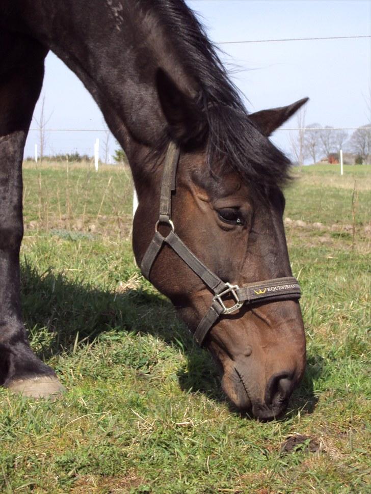 Traver Golden Flamingo billede 10