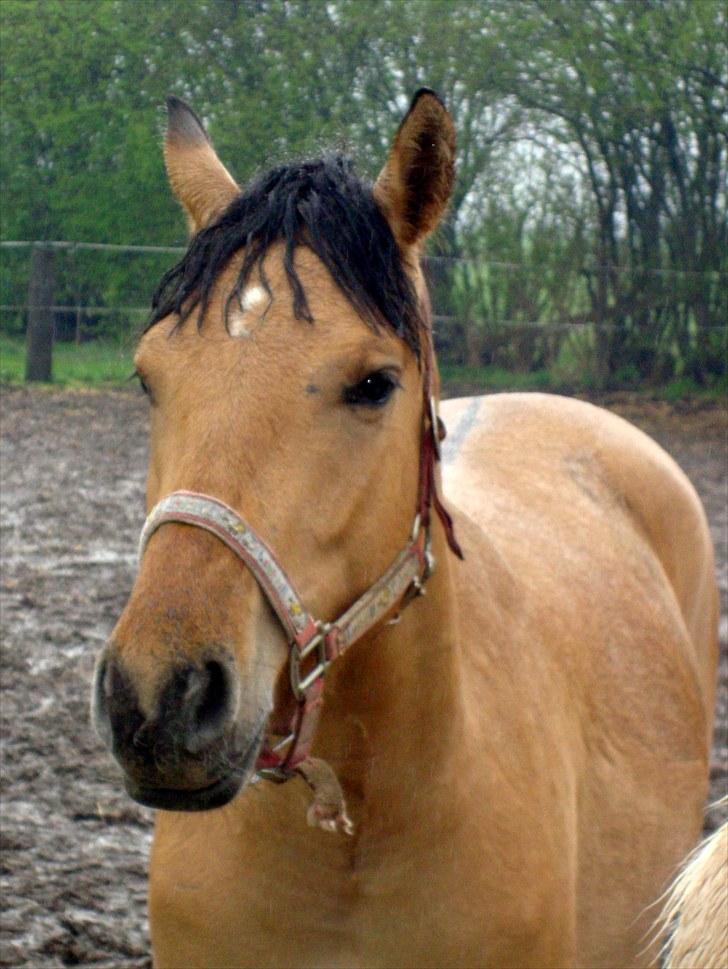 Anden særlig race  #  Mira  # - 30-04-2010 billede 1