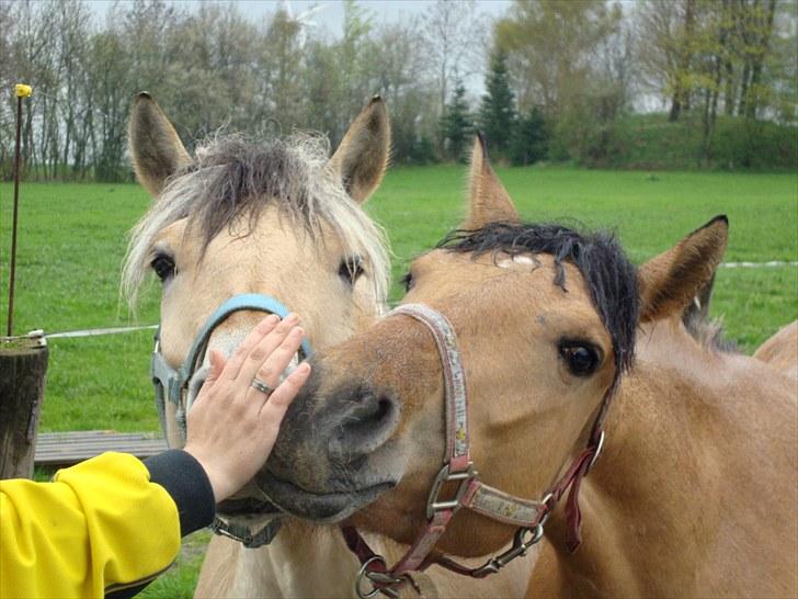 Anden særlig race  #  Mira  # - 30-04-2010 billede 2