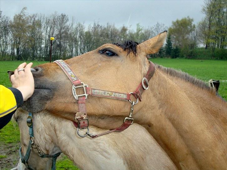 Anden særlig race  #  Mira  # - 30-04-2010 billede 4