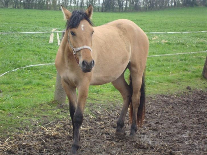 Anden særlig race  #  Mira  # - 30-04-2010 billede 5