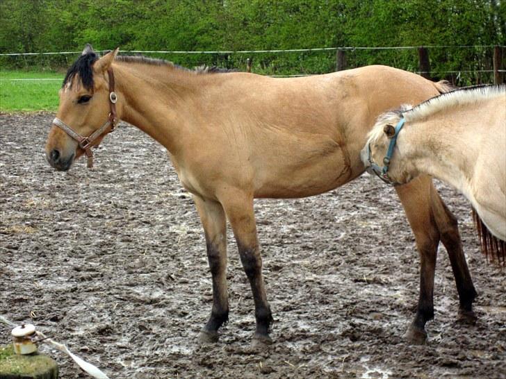 Anden særlig race  #  Mira  # - 30-04-2010 billede 7