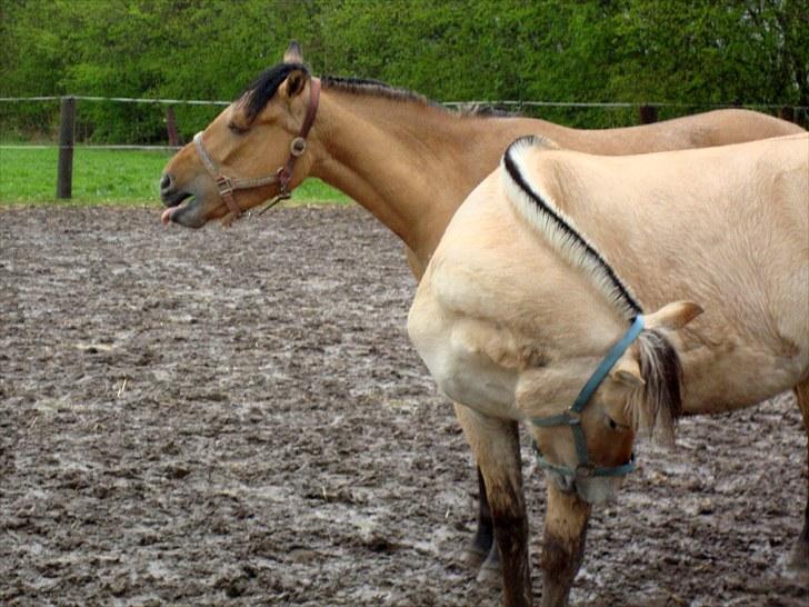 Anden særlig race  #  Mira  # - 30-04-2010 billede 8