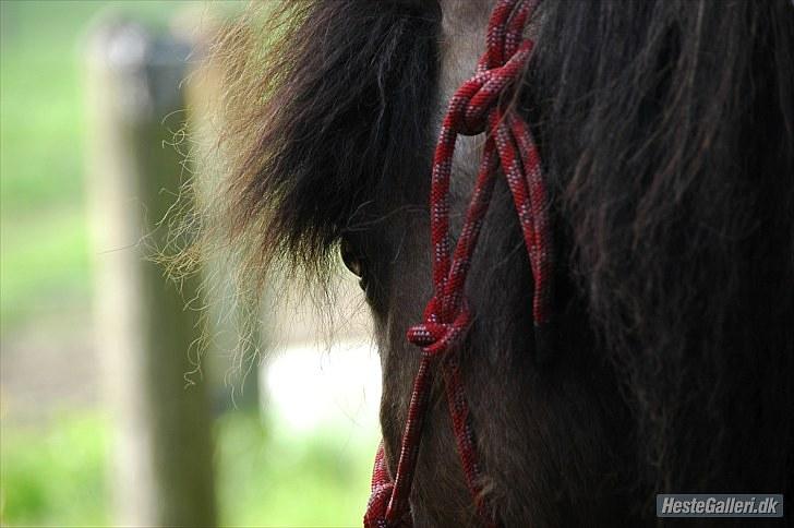 Anden særlig race Tjalfe - Velkommen til tjalfe´s profil<3 Billed af: Freia Jensen billede 1