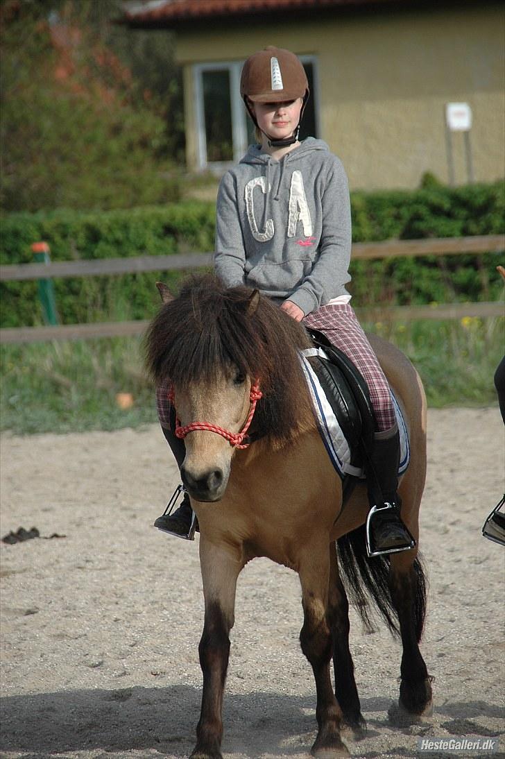 Anden særlig race Tjalfe - Billed af: Freia Jensen billede 2