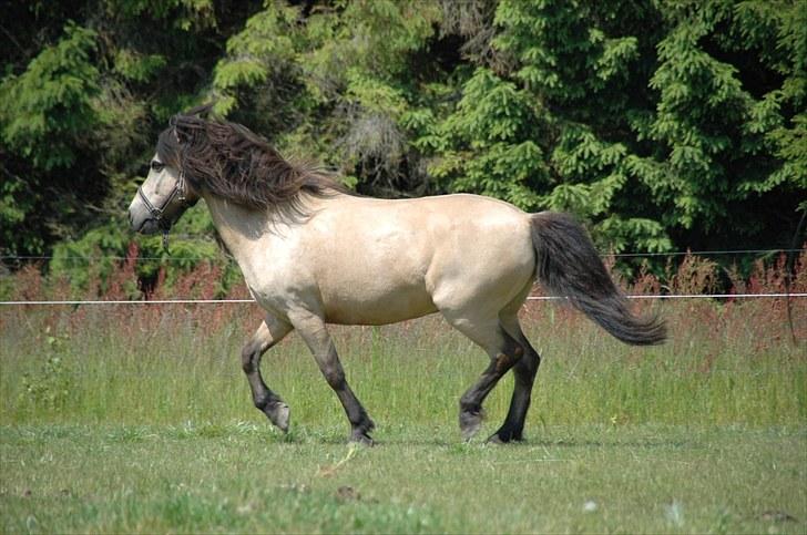 Anden særlig race Tjalfe - Billed af: Freia Jensen billede 3