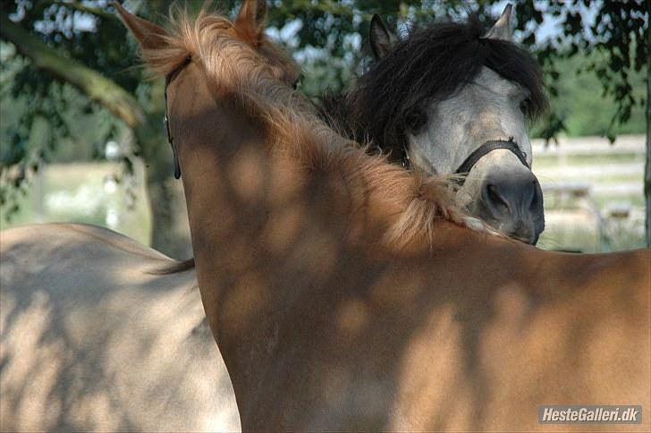 Anden særlig race Tjalfe - Billed af: Freia Jensen billede 4