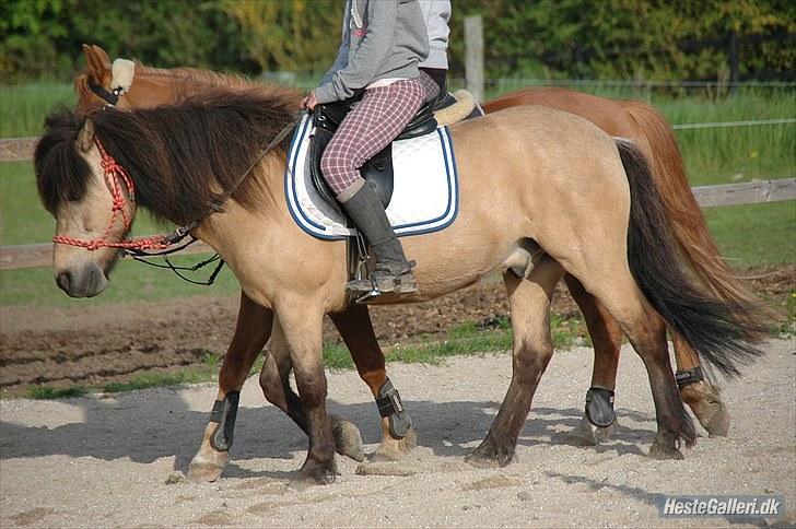Anden særlig race Tjalfe - Billed af: Freia Jensen billede 5
