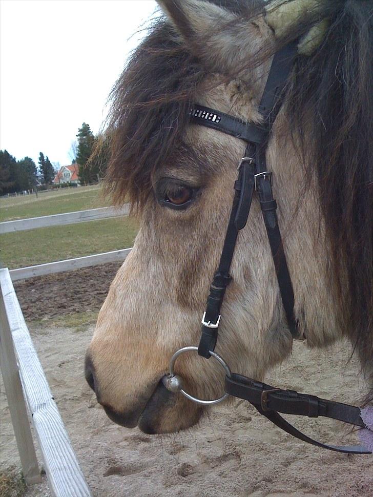 Anden særlig race Tjalfe billede 6