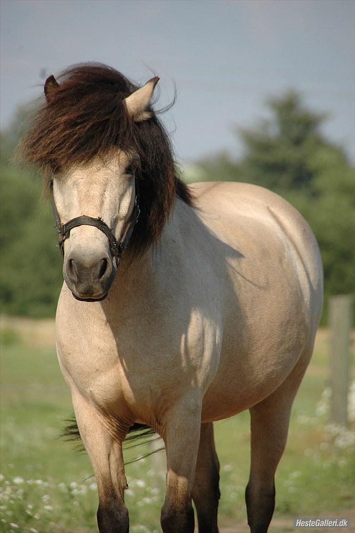 Anden særlig race Tjalfe billede 7