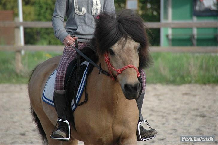 Anden særlig race Tjalfe - Billed af: Freia Jensen billede 8