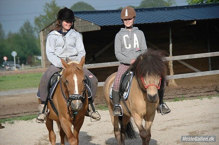 Anden særlig race Tjalfe - Billed af: Freia Jensen billede 9