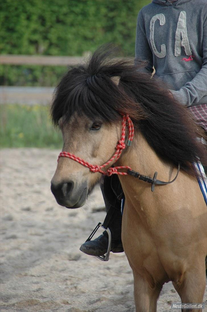 Anden særlig race Tjalfe - Billed af: Freia Jensen billede 10