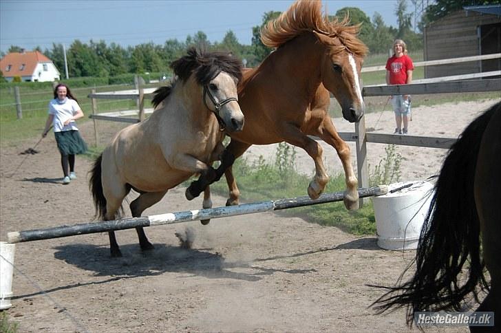Anden særlig race Tjalfe - Billed af: Freia Jensen billede 11