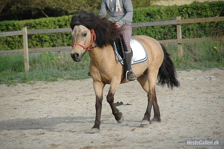 Anden særlig race Tjalfe - Billed af: Freia Jensen billede 12