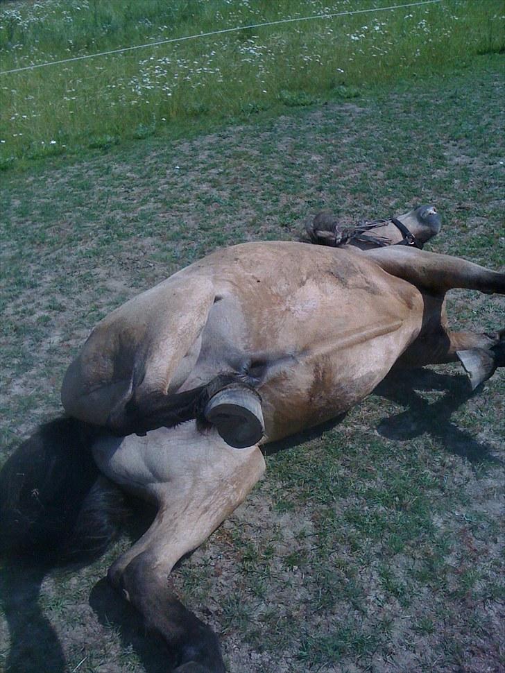 Anden særlig race Tjalfe billede 13