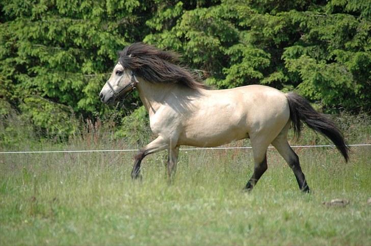 Anden særlig race Tjalfe - Billed af: Freia Jensen billede 14