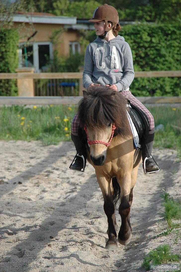 Anden særlig race Tjalfe - Billed af: Freia Jensen billede 15