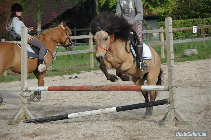 Anden særlig race Tjalfe - Billed af: Freia Jensen billede 16