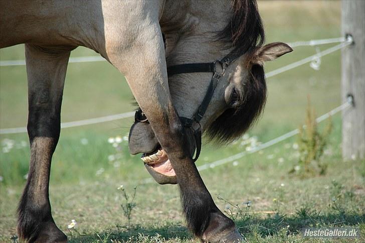 Anden særlig race Tjalfe - Billed af: Freia Jensen nurh haha Tjalfen, din laebe er da ret saa slasken!!!:D<3 billede 18