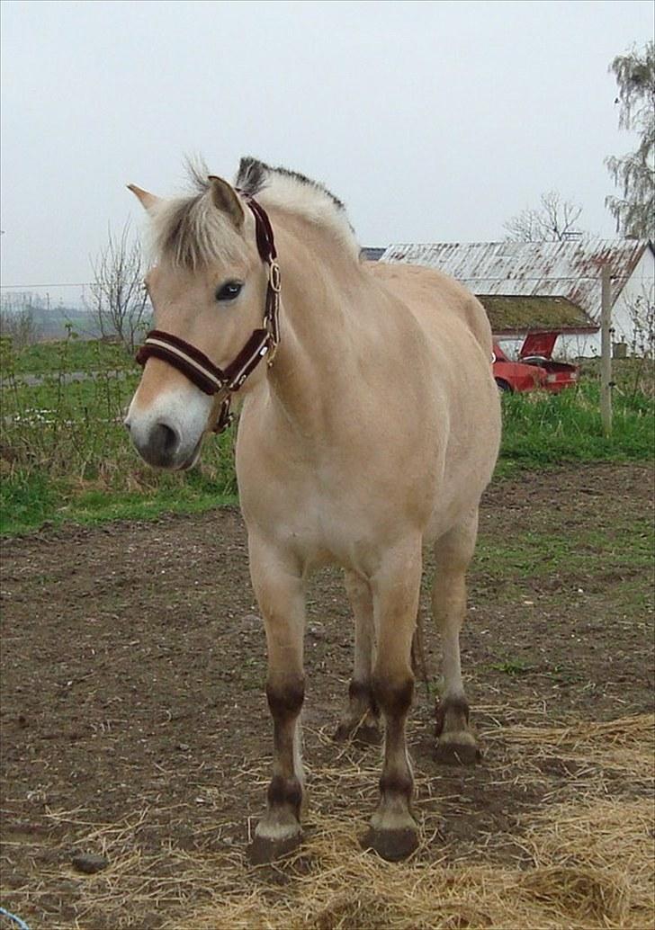Fjordhest Flicka Solgt billede 3