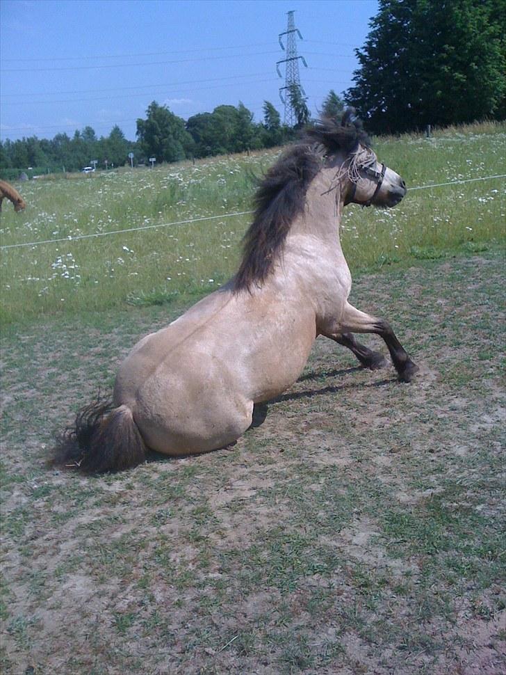 Anden særlig race Tjalfe billede 19