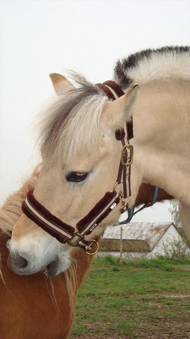 Fjordhest Flicka Solgt billede 4