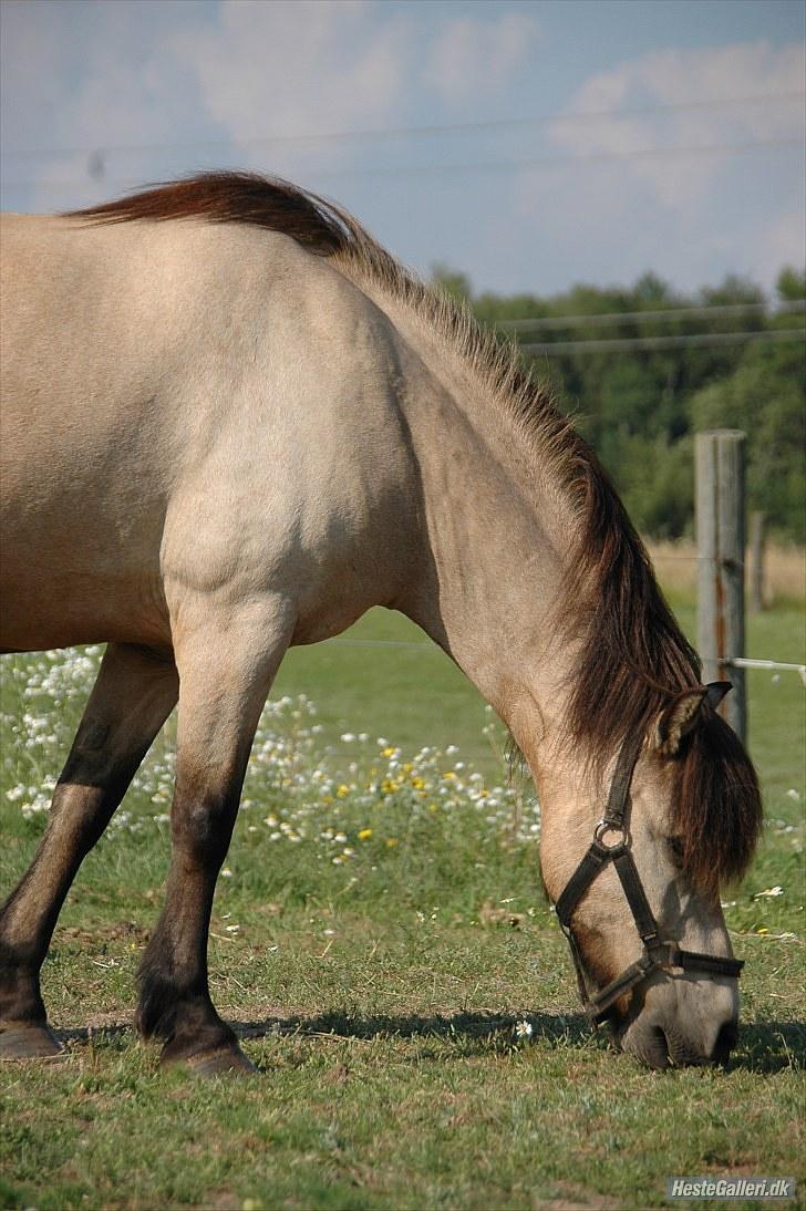 Anden særlig race Tjalfe - Billed af: Freia Jensen billede 20