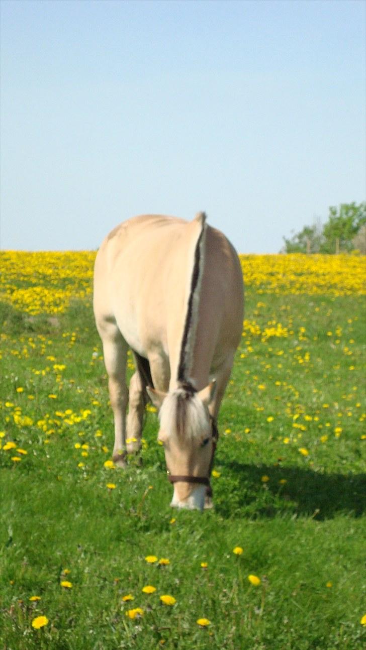 Fjordhest Flicka Solgt billede 5