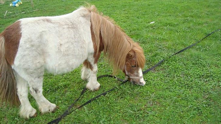 Shetlænder Lotte billede 18