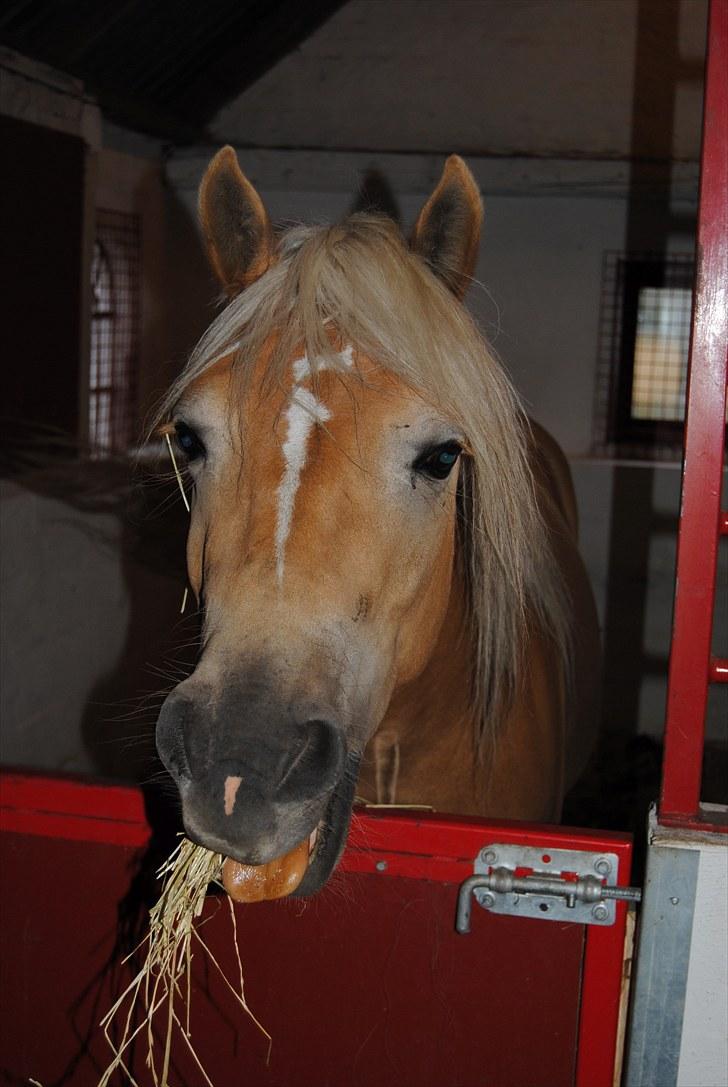 Haflinger Hafferlaffen  billede 1