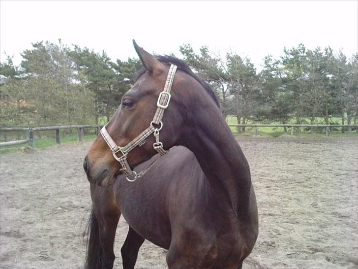 Anden særlig race Freja  - frejse på sandfold :D billede 8