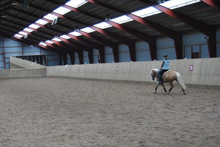Haflinger Hafferlaffen  - janni og laffe til undervisning ved mads rom i hjallerup billede 2