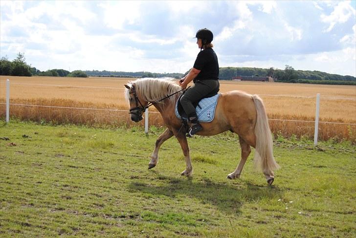 Haflinger Hafferlaffen  - mig og laffe billede 3