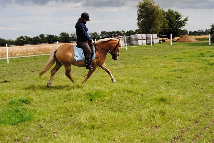 Haflinger Hafferlaffen  - janni og laffe rider dressur 2010  billede 4