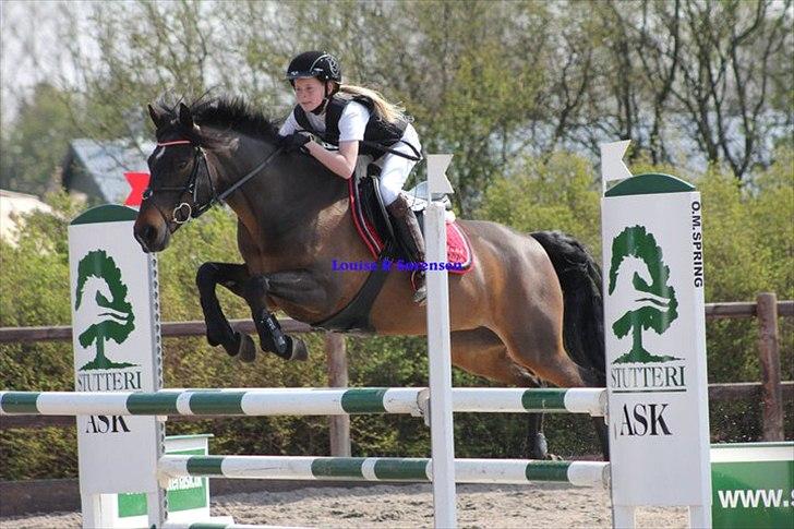 New Forest SØGÅRDENS U-TURN  ** B-pony**  billede 16