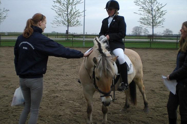 Fjordhest Prins Rose ( Part ) - 15) mig og Prins inden vi skulle ind på banen billede 15