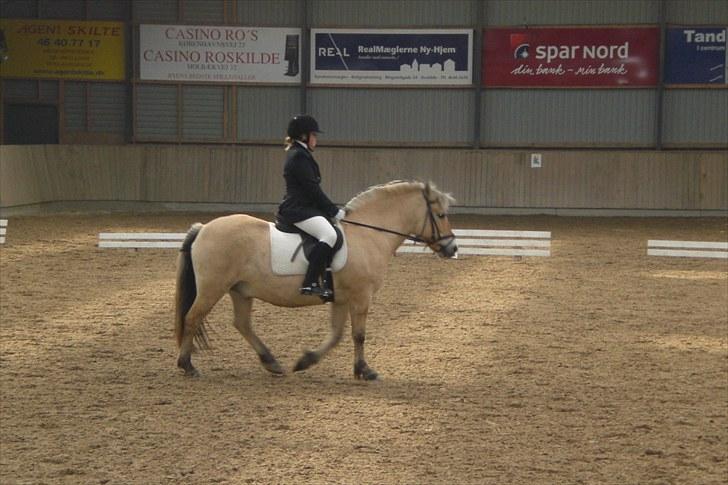 Fjordhest Prins Rose ( Part ) - 16) Stævne d. 30 april  billede 16