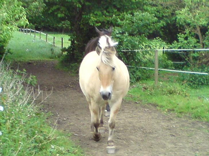 Fjordhest Prins Rose ( Part ) - 17) Prins på folden billede 17